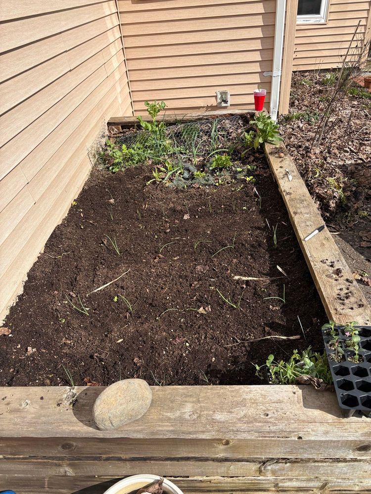 A raised bed with four rows of onion seedings. The soil between them looks bare, but it covers freshly planted seed potatoes. The far end of the bed has garlic growing amongst the cover crop and looks a bit wild.