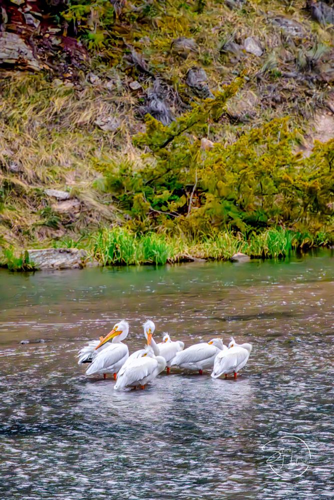 Five Pelicans standing in water over 
a shallow sandbar in a slow moving stream