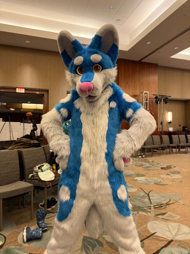 Me wearing a new blue wolf fursuit.
