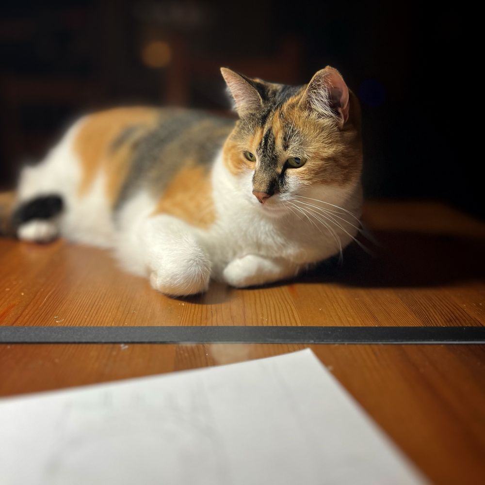 Lima, a calico cat, sitting on a wood table with a straight edge ruler and a piece of paper in front of her. 