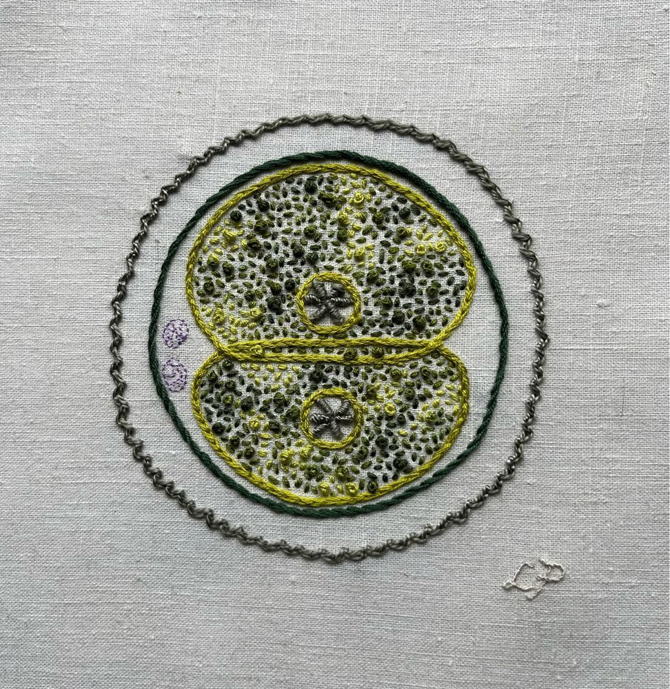 mitosis sampler: summer (2024)

Two reproductive cells dividing embroidered on off-white linen. The edges of the dividing egg cells and the nucleus membranes are in bright acid green split stitch. A circle of dark green stem stitch is started for the cell membrane. The corona radiata is in sage green zig zag chain stitch. The nucleolus of each cell is in sage green bullion stitch. The polar bodies are stitched in purple single strand back stitch. The cytoplasm is in variegated dark to bright green thread in a mix of seed stitch and French knots. Lia’s initials are stitched in off white whipped back stitch on the lower right. 