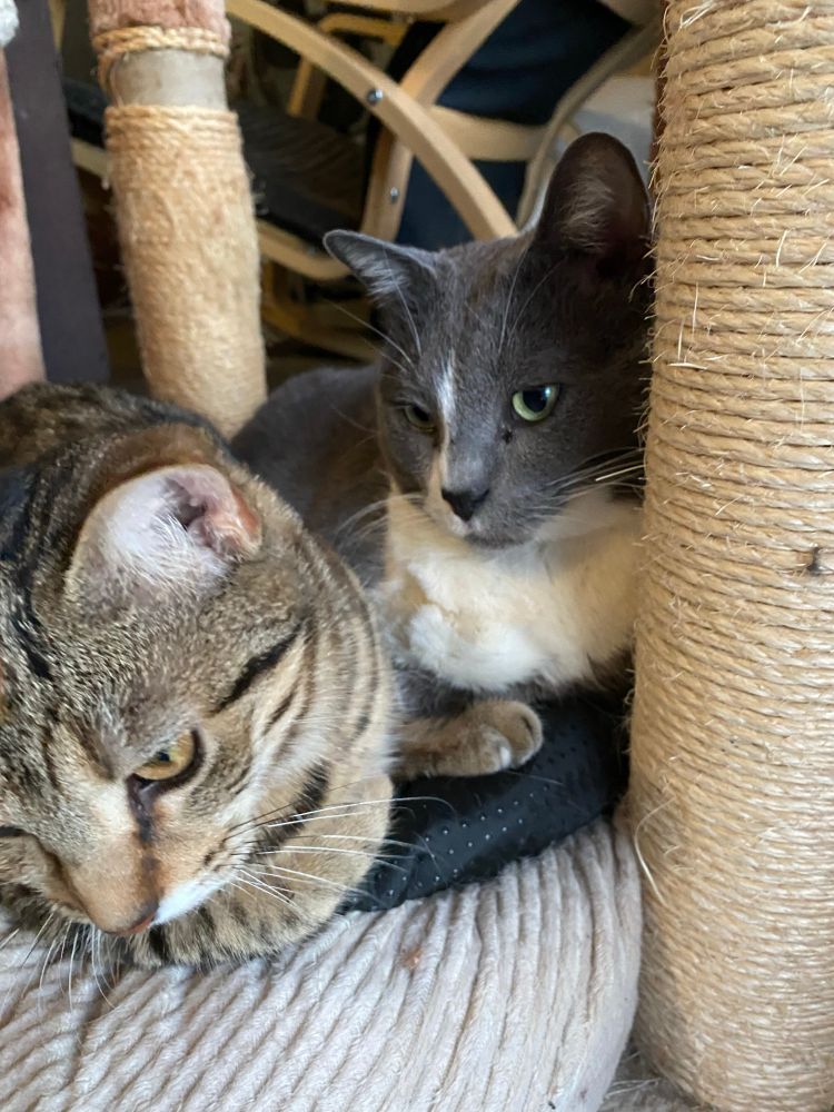Artémis et Phoebe, deux chattes, posées ensemble sur un panier renversé au pied de l’arbre à chat.
