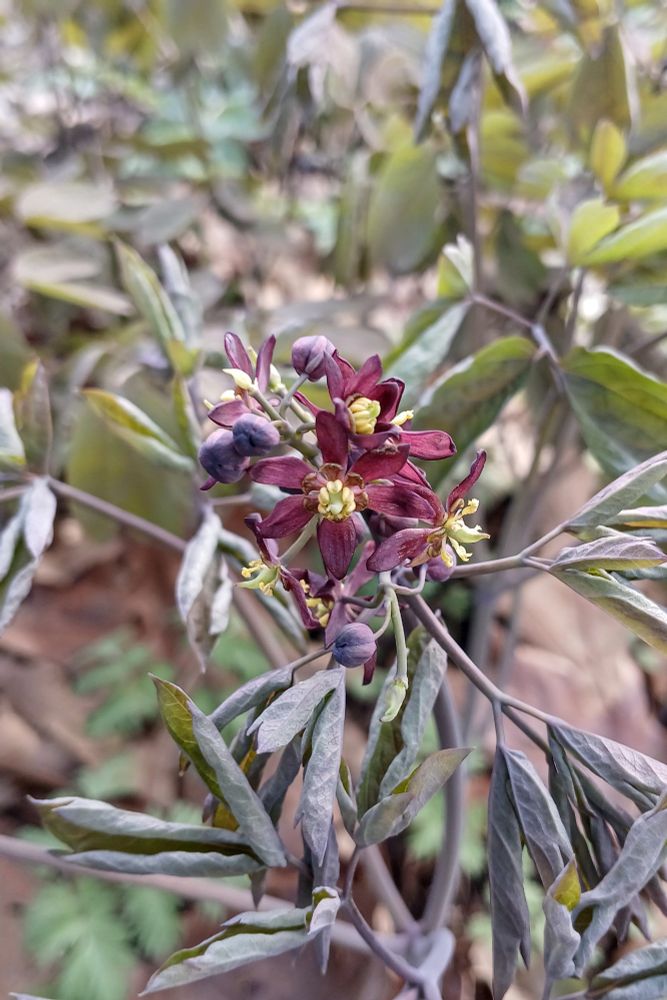 Blue cohosh! My first time seeing it in nature. A cluster of six-petaled maroon flowers with yellow and green centers above vaguely peony-like leaves that have a dark bluish cast when they've newly emerged.