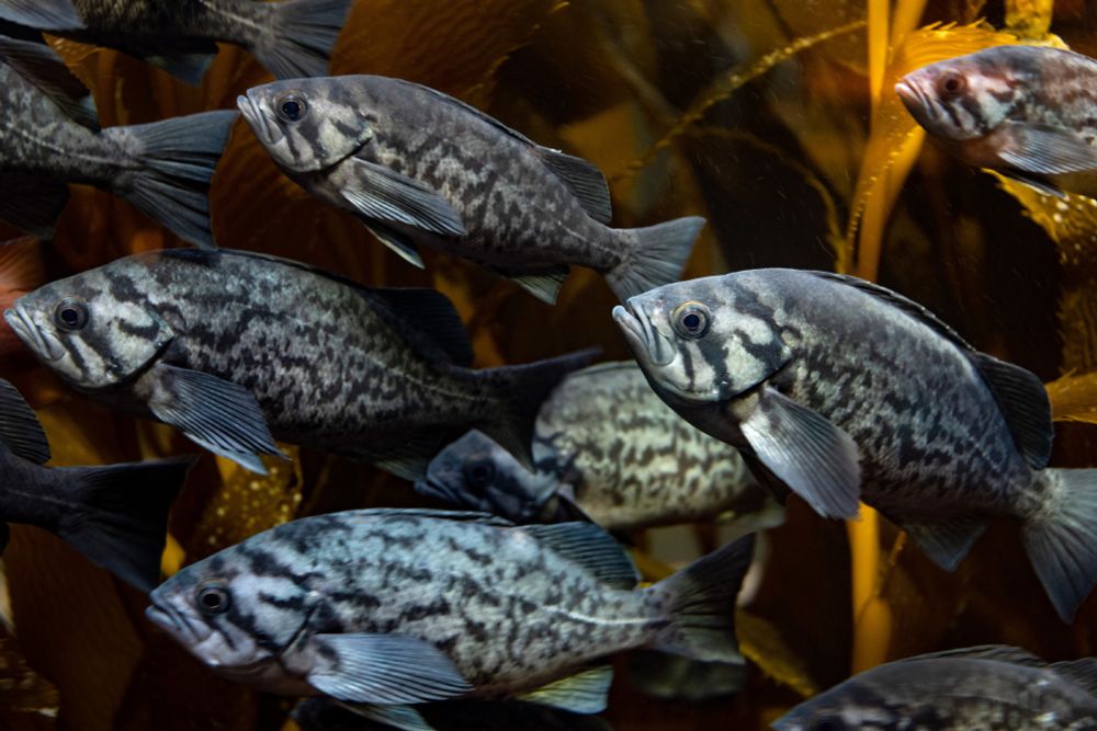 A school of blue rockfish swim in the Kelp Forest exhibit at Monterey Bay Aquarium. Their gray and white patterned scales stand out in stark contrast against the darker golden brown blades of the kelp. 
