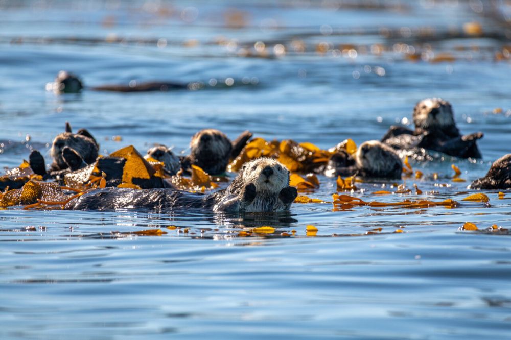 New study shows sea otters helped prevent widespread California kelp forest declines over the past c...