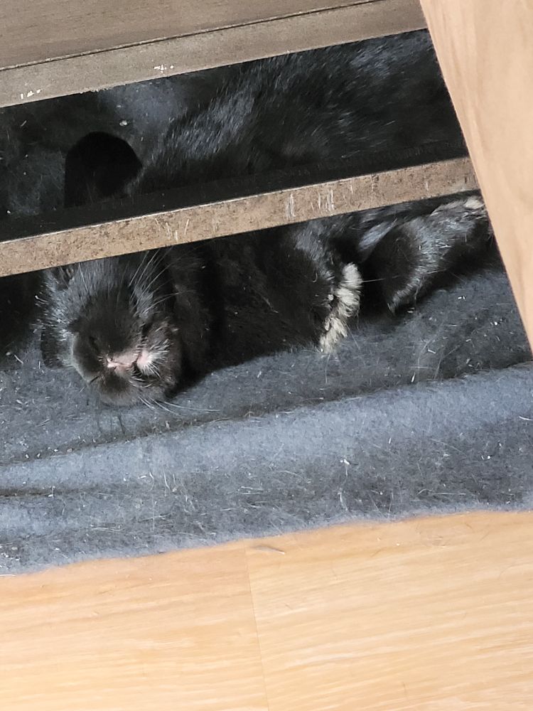 A black rabbit is flopped over, asleep on a navy blue blanket set underneath a coffee table.