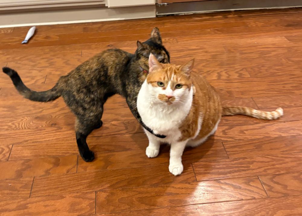 My tortie kitten Jimmi Pickles wrapping her arms around my orange creamsicle kitty Eggsy. Eggsy is not amused 