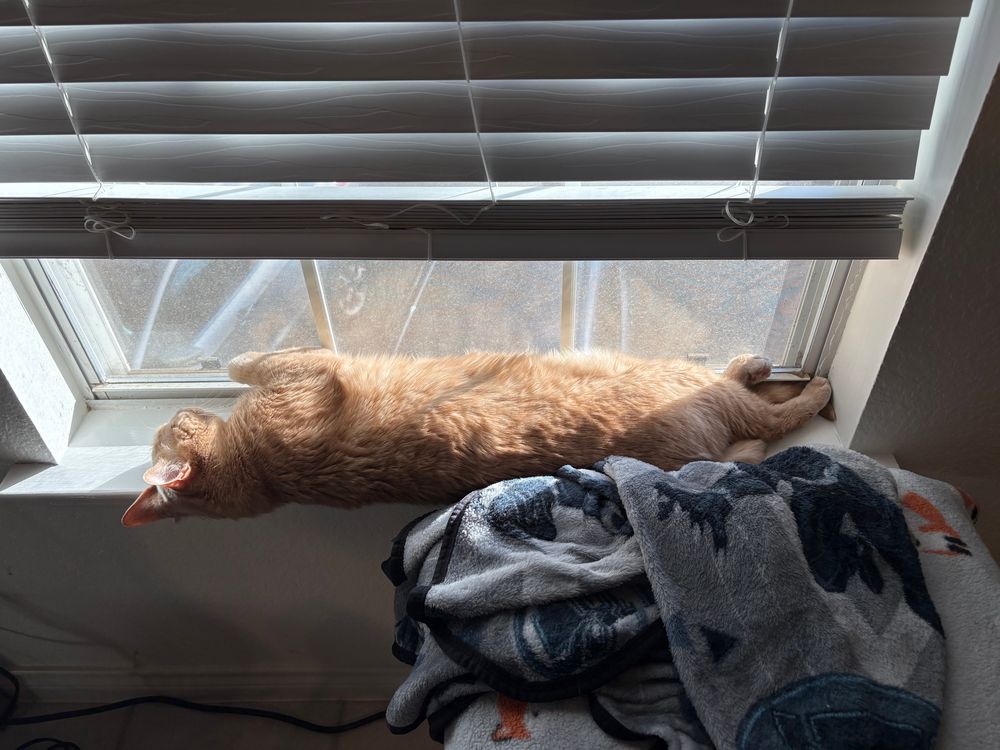 My orange cat benne sunning his belly on the window 