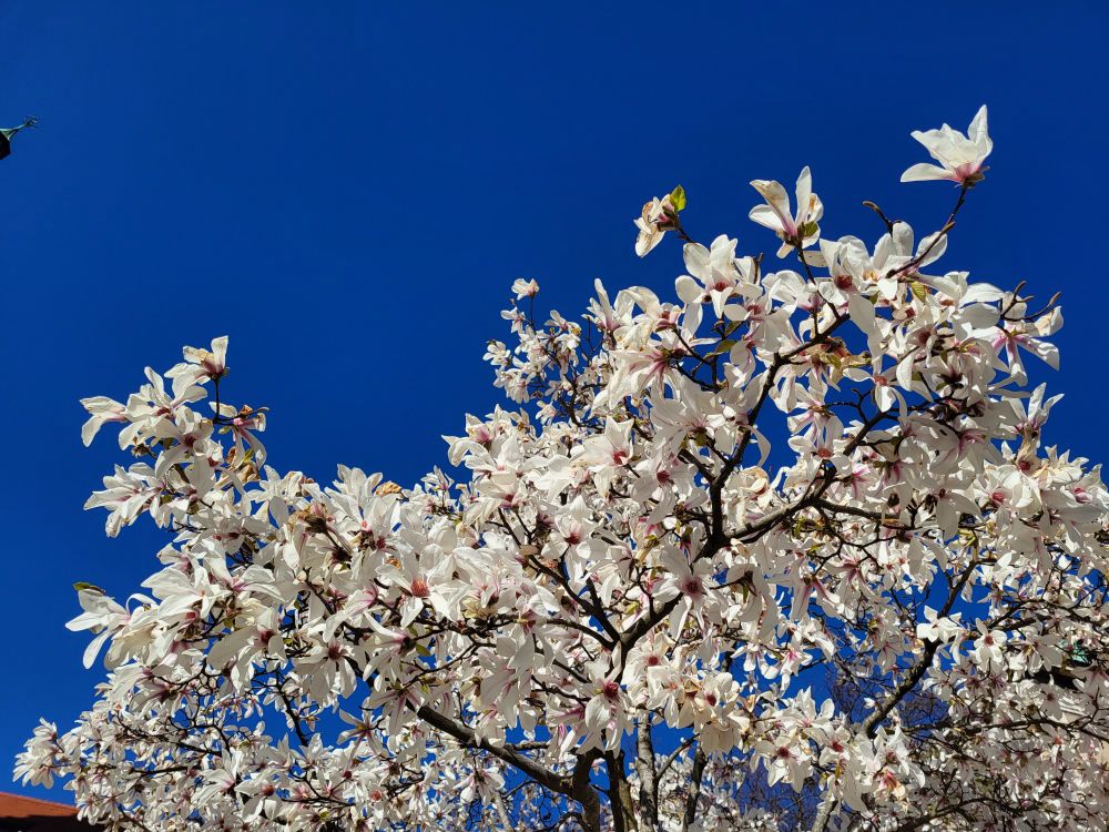 Weiße Magnolienblüten vor blauem Himmel. 