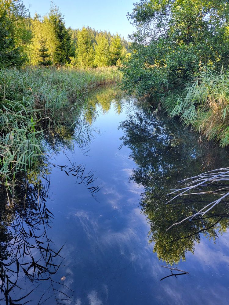 Bachzulauf für einen kleinen See, mit Spiegelungen der Wolken und Bäume im Wasser, 