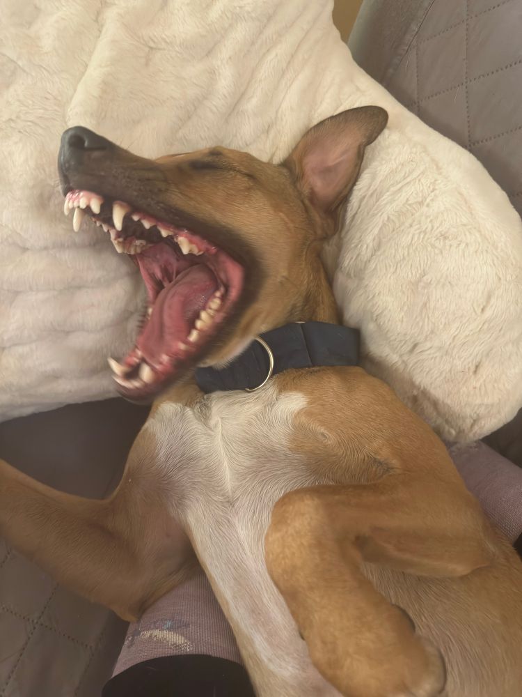 Small red dog leaning on a fuzzy white pillow with mouth open showing a ton of teeth 