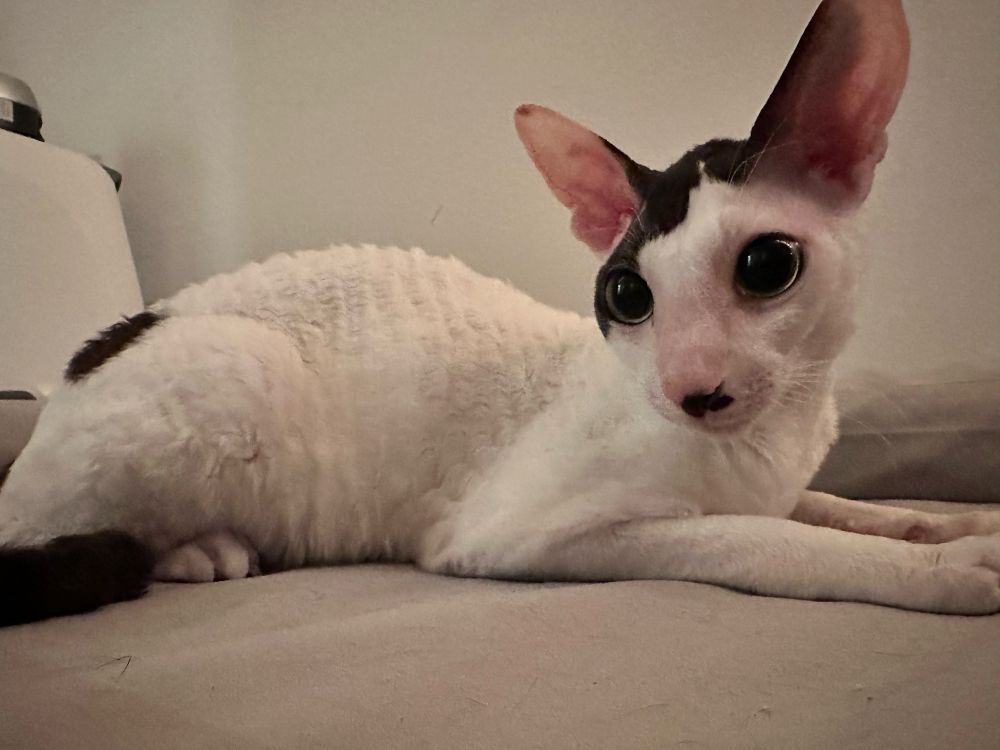 Toby, a small, mostly snow white Cornish Rex with slight black markings on top of his head and one black spot on his back and a fully black tail is laying down and looking at the camera with very wide eyes large ears and a broad nose