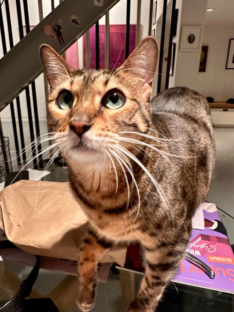 A somewhat large light brown and tan domestic cat with prominent and darker stripes & spots is pictured. Her bright green eyes are looking up, expression curious, maybe hopeful. Her nose is broad, not unlike her larger ancestor the serval cat. Her long, white whiskers fan broadly from her muzzle. 
