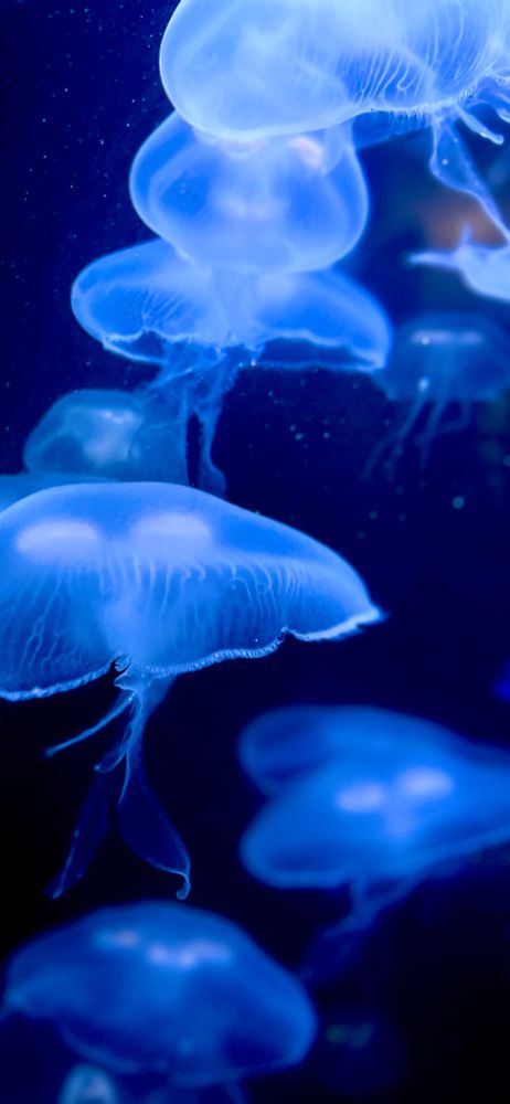 moon jellyfish