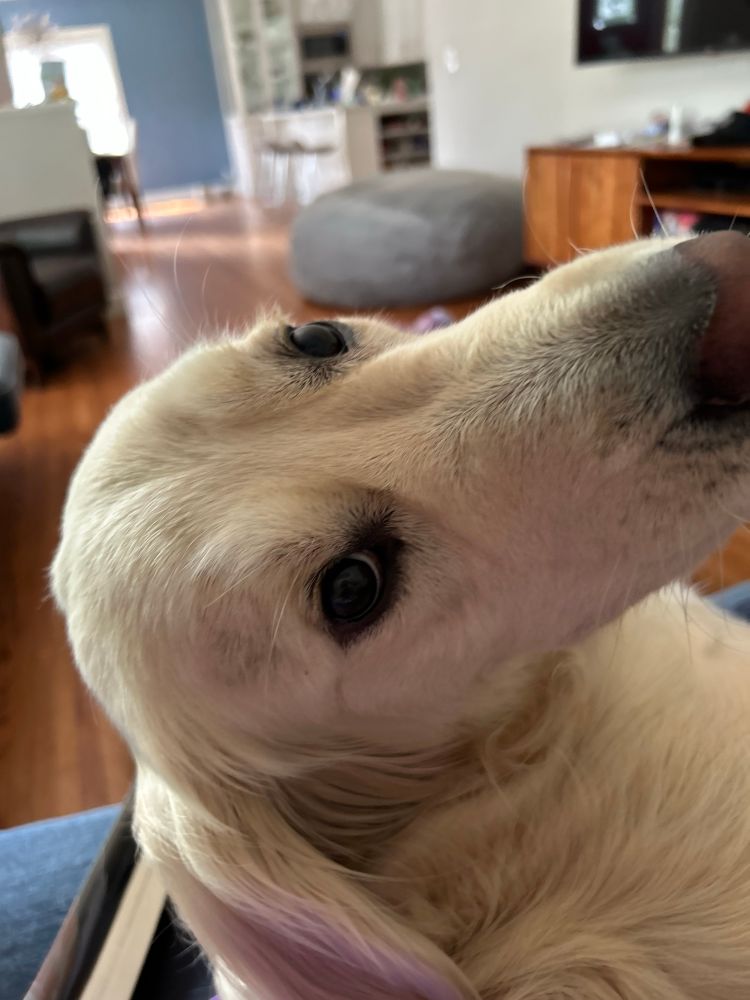 Golden retriever 