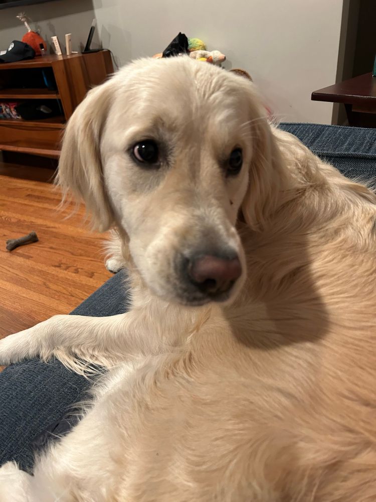 Golden retriever attempting to climb into someone’s lap