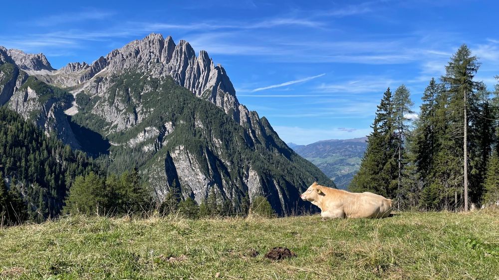 Selbst das Rindvieh genießt die Berge 😊