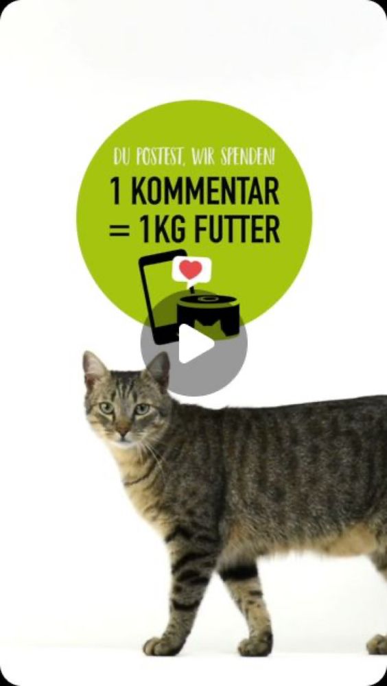 Kölle Zoo on Instagram: "🐱 Du postest, wir spenden 🐱 Heute ist Weltkatzentag! Und zum Ehrentag unserer Samtpfoten möchten wir gemeinsam mit Dir etwas Gutes tun: Für jeden Kommentar unter diesem Post ...