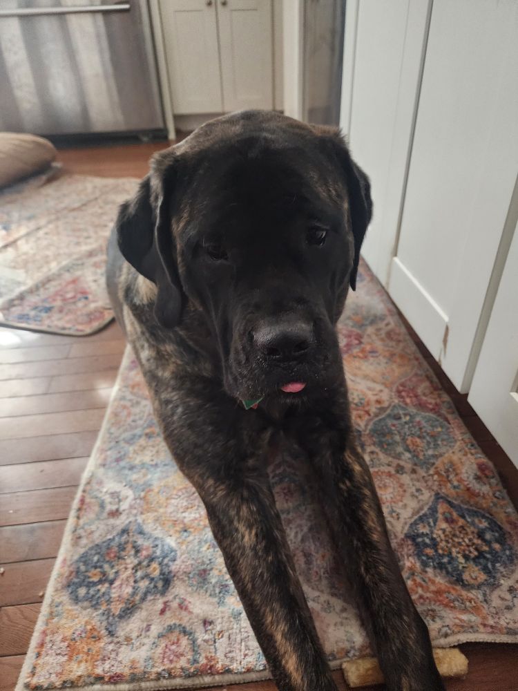 Square headed darkly mottled dog lays on a rug with a chewie under one leg. Her muzzle and eyes almost blend together she is so dark. The tip of her tongue is sticking out. Another rug is behind her and a set of cabinets is next to her. In the far back is the bottom of a refrigerator and a cabinet.
