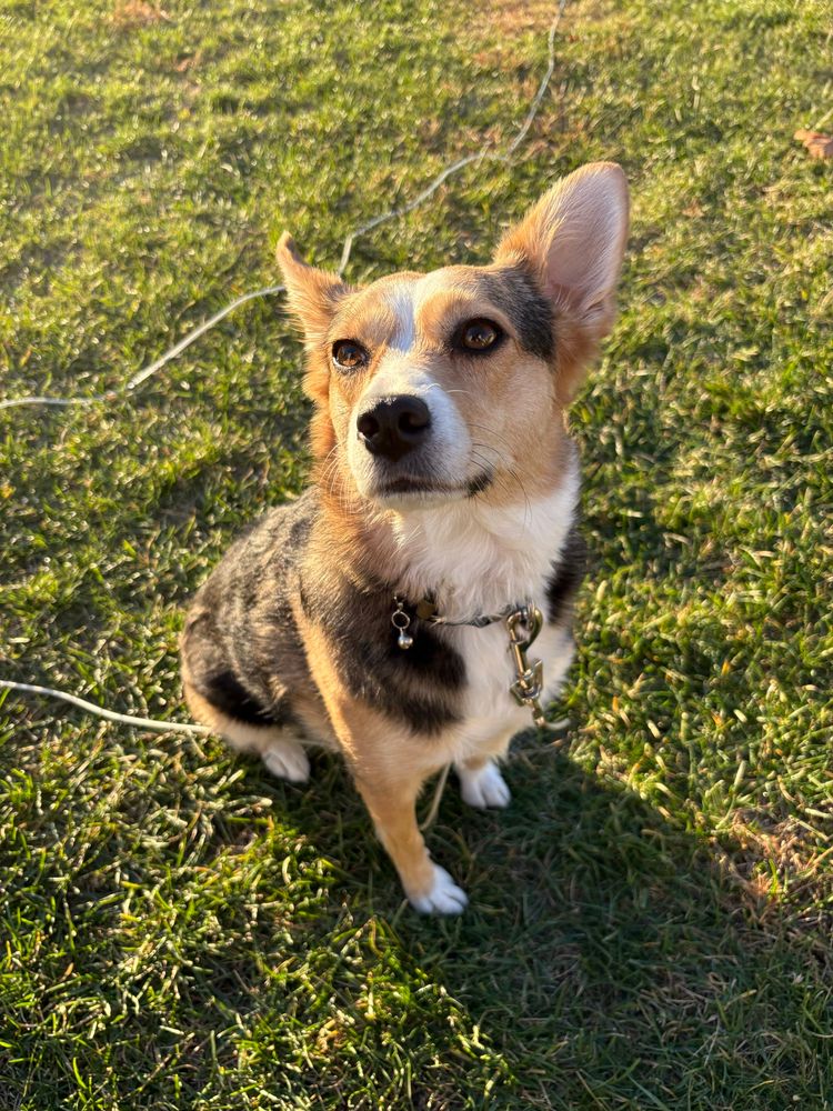 A small cattle dog mix tricolor dog with pointy ears looking up while sitting on grass