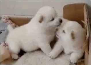 two white puppies are kissing each other in a box .