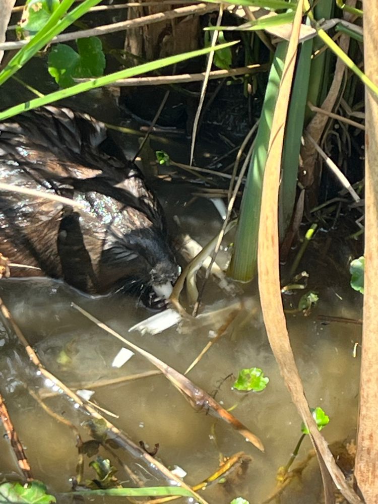 A brown hairy creature with a narrow snout on the upper left, half submerged in murky water amidst some tall reeds at Huntley Meadows in Fairfax, VA