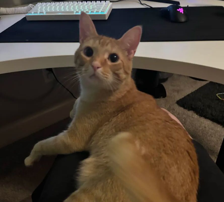 cat