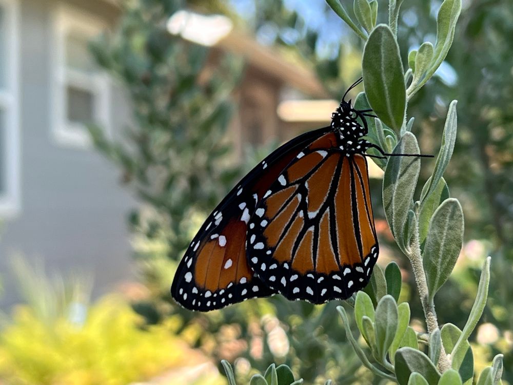A queen butterfly in side view with its wings closed, hanging from a bush.