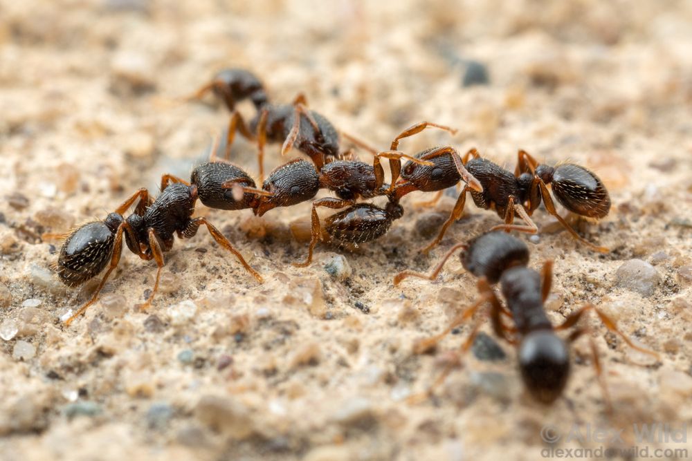 Macro photograph in side view of four small dark brown ants surrounding a fifth ant of the same species, holding her by the mandibles, lets, and waist.