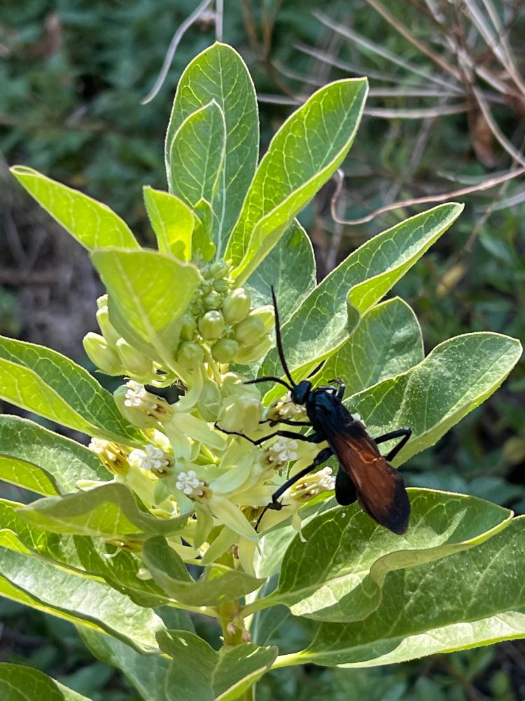 A giant blue-black tarantula hawk wasp with orange wings climbing up a sunlit zizotes milkweed.