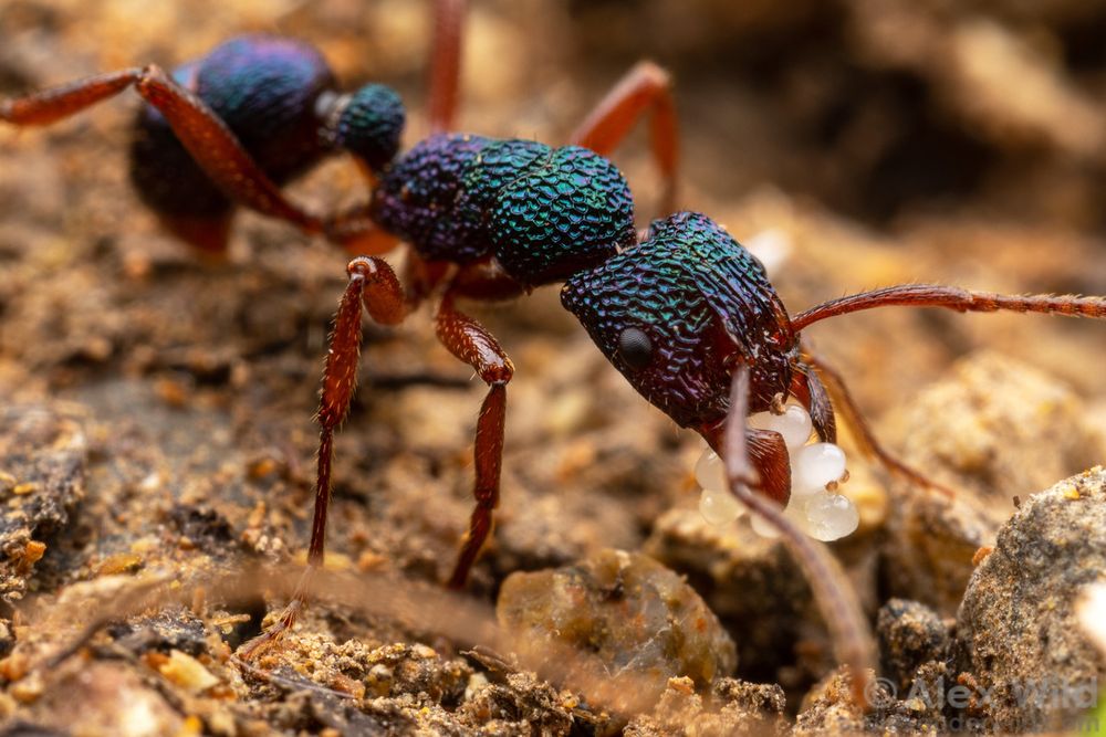A closeup view of an ant whose body is as wrinkled as a raisin, but metallic blue/green/purple iridescent, and with lightly hairy red legs and antennae, walking on brown soil and carrying several whitish oblong eggs.