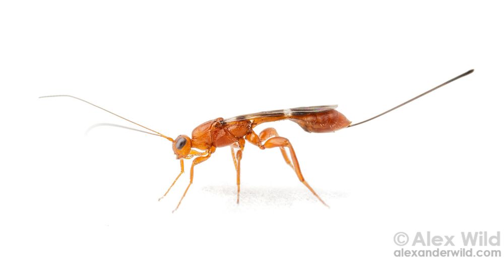 Photo of a slender, elongate orange insect in side view standing in a pure white field. The insect has long threadlike antennae and a needlelike tail nearly the same length as its body.