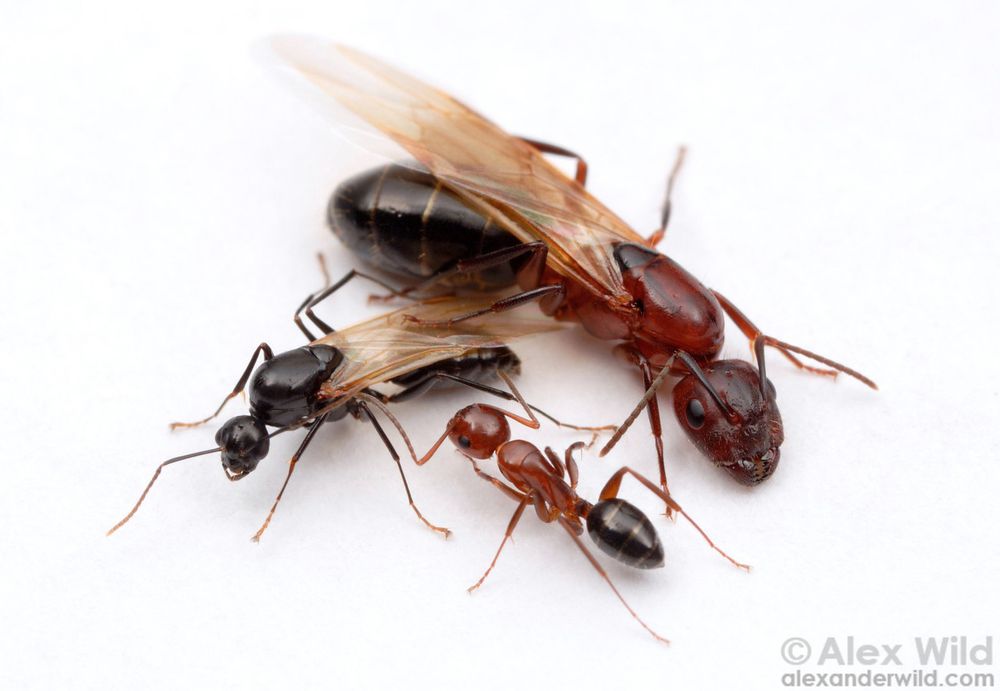 Macro photo of a male, winged queen, and worker carpenter ants on a white background.