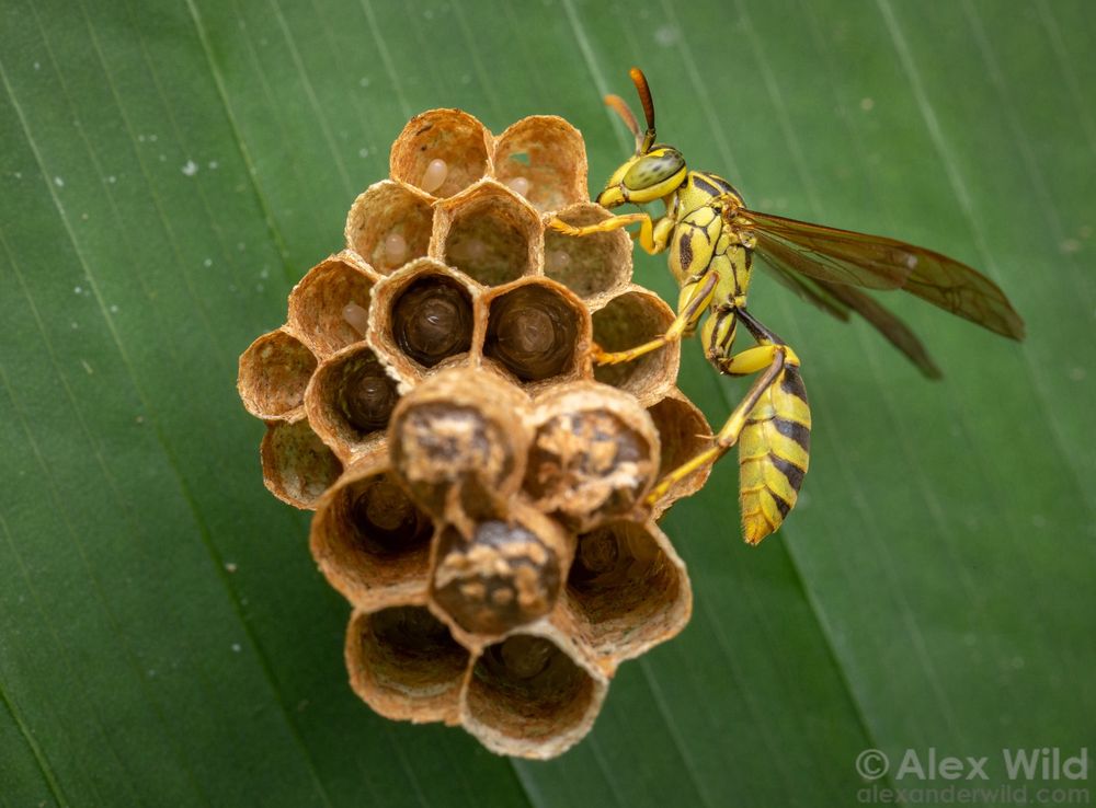 Photograph of a slender, yellow and brown-striped wasp standing alert on the side of a small paper nest with 20 hexagonal cells. The background is an evenly green banana leaf.