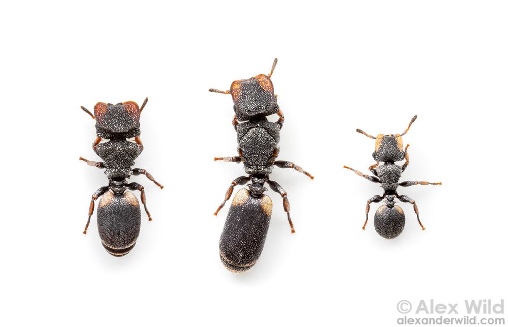 Top-down macro photograph of three blocky, black ants on a white background. All the ants are covered in evenly-spaced, silvery hairs, giving a glittery appearance. The ants at left and center have large, plate-like heads, the one at center, the queen, is quite elongated.