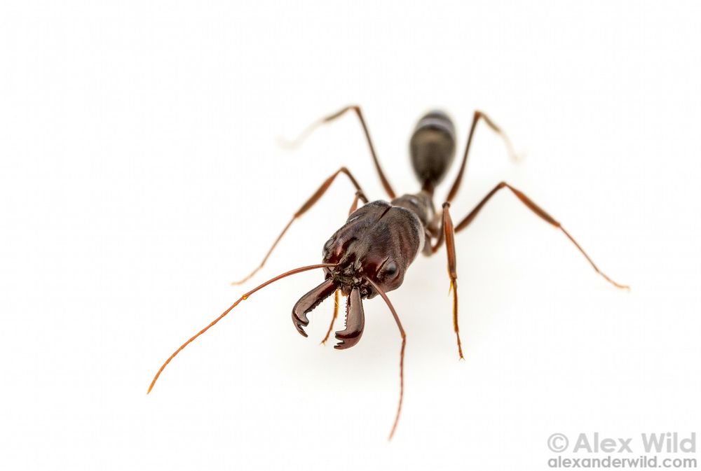 macro photograph of a reddish black, elongate ant with slender legs and antennae, and lumpy, almost mishapen head bearing two long, clublike mandibles.