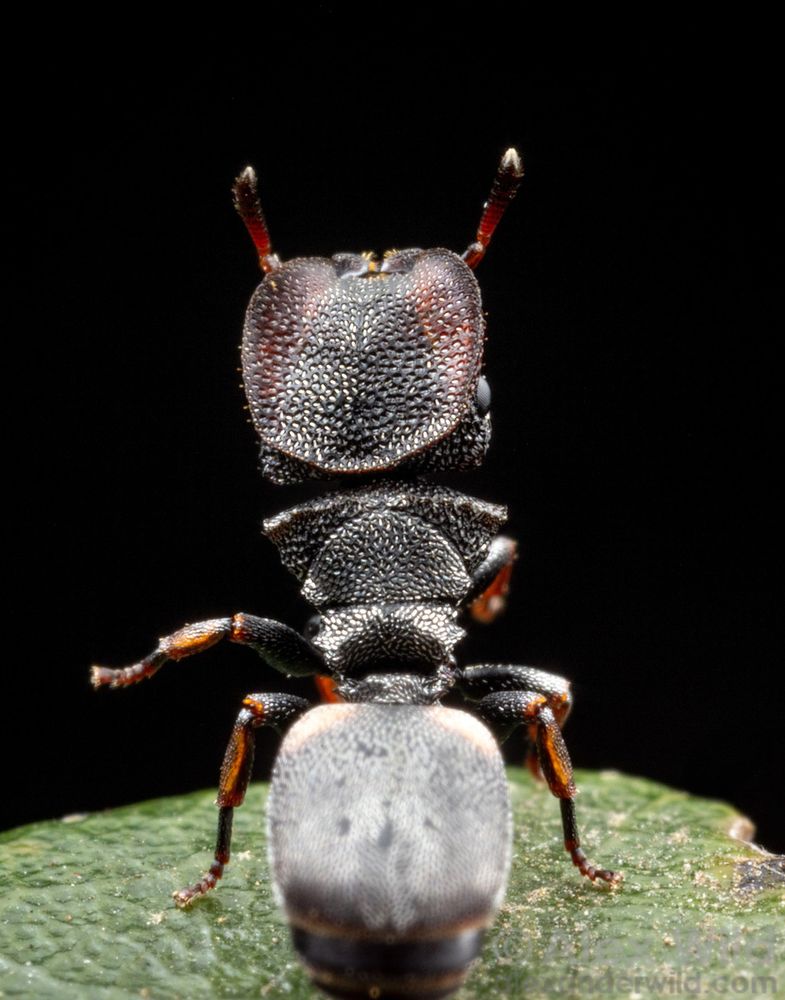 Dramatic portrait oriented macro photo of a blocky, armored ant with a rounded plate-like head, rearing up towards the sky, its antennae raised.