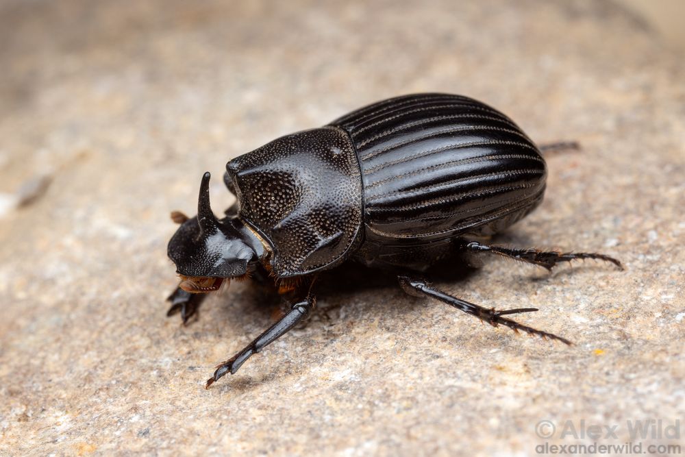 Macro photograph in oblique side/front view of a large shiny black beetle walking on a rock. The beetle's head has a shovel-like ridge at the front and a single tall horn, the pronotum is bulky with molar-like forward projections, and the elytra are deeply ridged.
