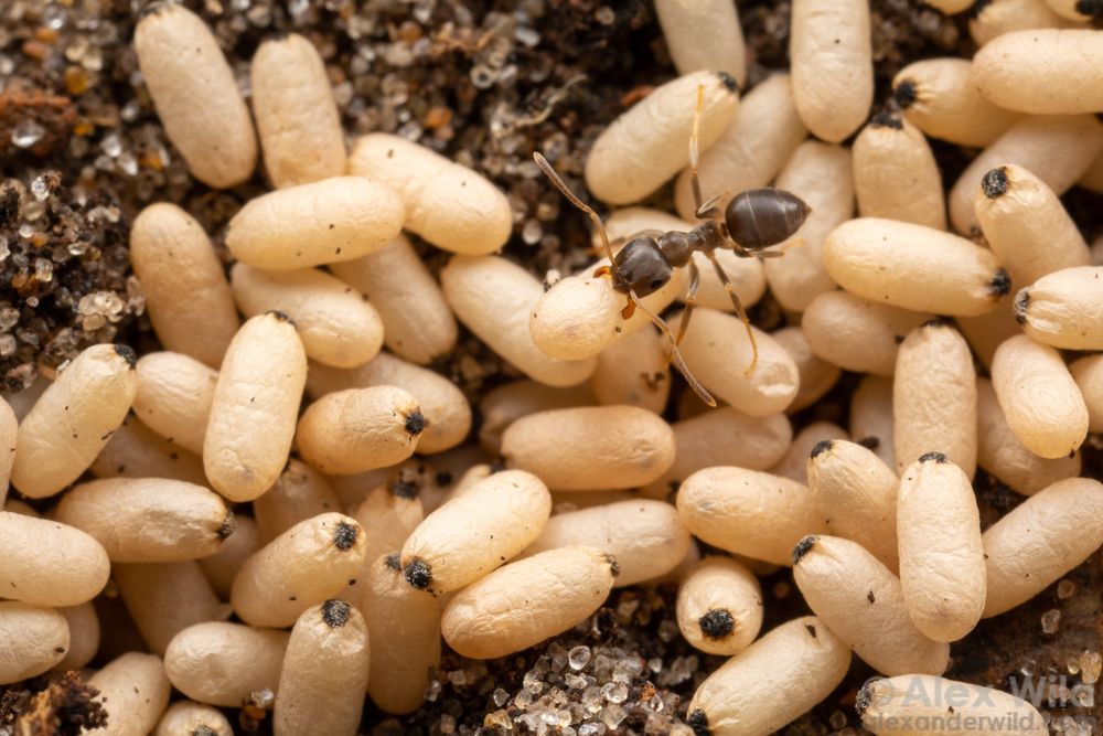 Macro photo of several dozen rice-shaped puffy little cocoons all jumbled together like pillows, each with a brown dot at one end. At upper right, a signal small, velvety brown ant carries a cocoon in her mandibles.