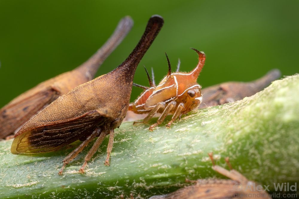 Macro photo of several bugs on a green plant stem, in side view. The insect at center is smaller, orange, with white trim and long thin spikes. 