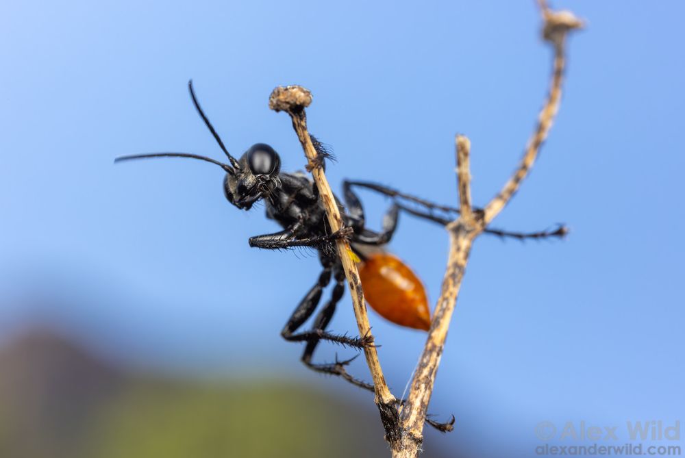 Photo of an alert wasp, facing upwards to the left, and looking at us from behind its perch on a dead twig. The blue sky and a mountainous skyline are out of focus in the background.