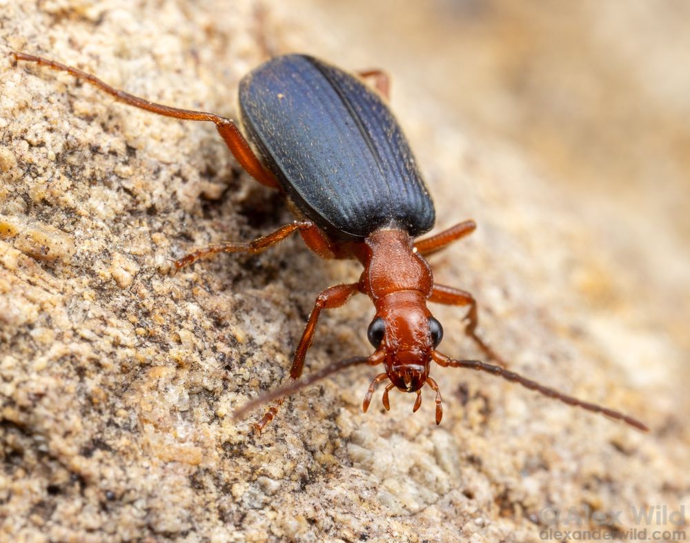 Macro photograph of somewhat slender-necked red ground beetle with metallic blue/purple elytra, facing us while walking over a rough granite substrate.