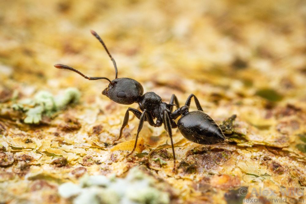 Macro photo of a black ant with a pointy butt looking alert, antennae raised, standing on yellowish tree bark adorned with small lichens. The ant's head and thorax are striate-sculptured like corduroy, while the abdomen is more shining.