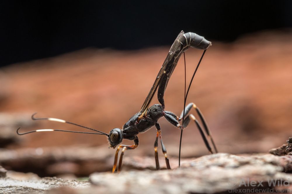 Macro photograph in side view showing and elongate black wasp, her back end raised high, pushing a needle-like ovipositor into rough reddish tree bark.