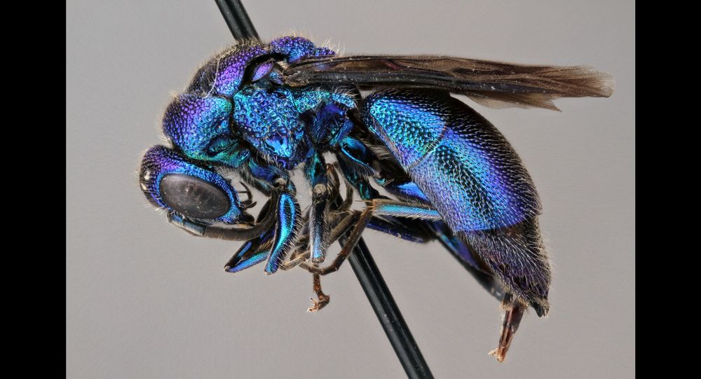 Microscope photograph in side view of a brilliant metallic blue wasp in the genus Chrysis with black wings, dead and pinned through the thorax. The photo shows tremendous detail of the fine hairs and pits on the insect's body.