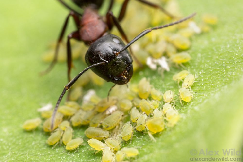 Macro photo of the face of a black ant with a deep red thorax standing over a dense herd of greenish-yellow aphids.