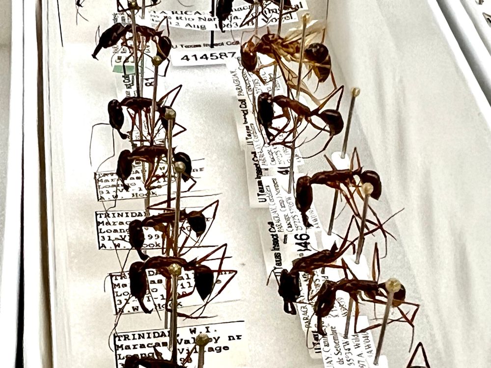Image of two towers of large leggy dark brown pinned ant specimens in a white tray, each pin bearing a printed small data label
