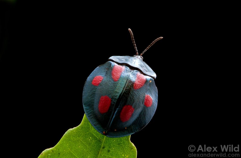 Macro photo of a round, metallic blue beetle with six red spots standing alert on a backlit green leaf tip against a pure black background.