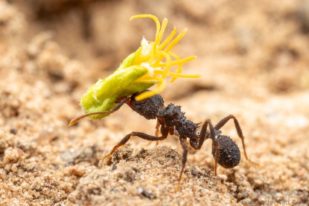 Macro photo of a dark brown ant in side view walking across sand, carrying yellow flower nearly its own size over its head. The ant's body is very rough textured, dull, with many sharp tubercles and stout short hairs.