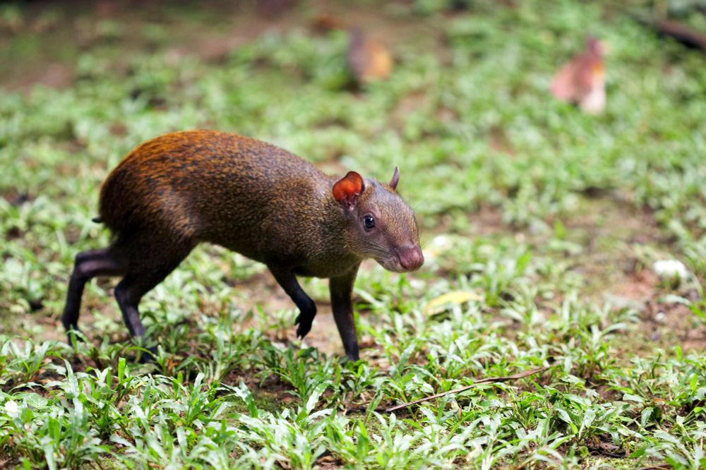 Photo of a small brown mammal that looks like a tailless squirrel on deer legs, walking gingerly across a patchy grass lawn. 